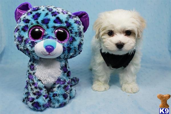 PuppyHeaven1 Picture 2